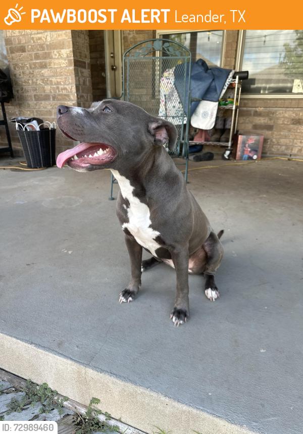 Found/Stray Female Dog last seen Lakewood Park, Leander, TX 78641
