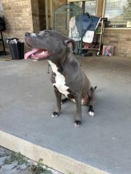 Found/Stray Female Dog last seen Lakewood Park, Leander, TX 78641