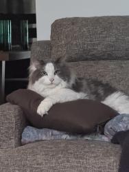 Reunited Male Cat last seen 94th S 2465 E, Sandy, UT 84092