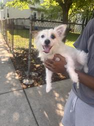 Reunited Male Dog last seen N Keeler Ave, Chicago, IL 60641, USA, Chicago, IL 60641