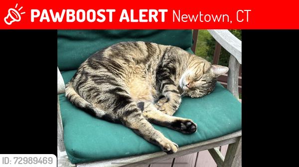 Lost Male Cat last seen flt Swamp Rd, Newtown, CT 06470