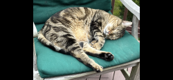 Lost Male Cat last seen flt Swamp Rd, Newtown, CT 06470
