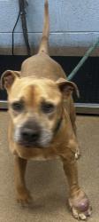 Shelter Stray Male Dog last seen , 30317, GA, 3280 Chamblee Dunwoody Rd, Chamblee, GA 30341, USA