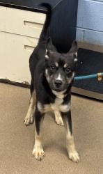 Shelter Stray Male Dog last seen Near Essex Farms Court, 30088, GA, 3280 Chamblee Dunwoody Rd, Chamblee, GA 30341, USA