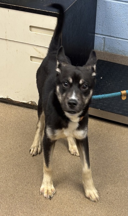 Shelter Stray Male Dog last seen Near Essex Farms Court, 30088, GA, 3280 Chamblee Dunwoody Rd, Chamblee, GA 30341, USA