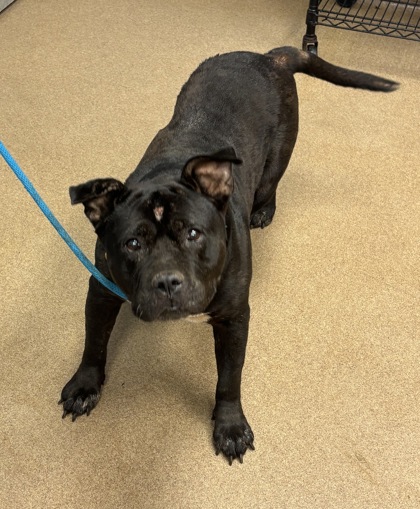 Shelter Stray Female Dog last seen , 30032, GA, 3280 Chamblee Dunwoody Rd, Chamblee, GA 30341, USA
