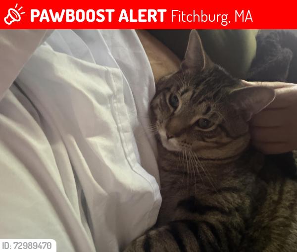Lost Male Cat last seen Highland Ave area Fitchburg , Fitchburg, MA 01420