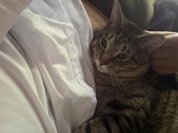 Lost Male Cat last seen Highland Ave area Fitchburg , Fitchburg, MA 01420