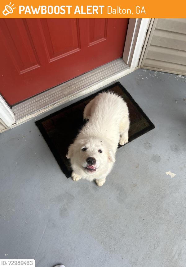 Surrendered Unknown Dog last seen Near block Westbrook road Dalton ga 30721, Dalton, GA 30721