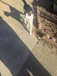 Found/Stray Female Cat last seen It been around the area 2 weeks it has AirTag just wondering she has a home , San Francisco, CA 94112