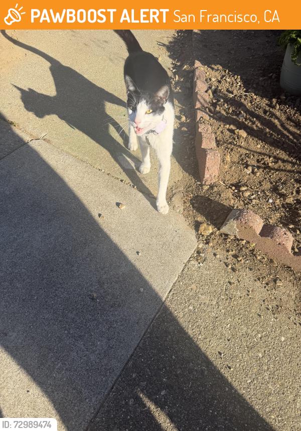 Found/Stray Female Cat last seen It been around the area 2 weeks it has AirTag just wondering she has a home , San Francisco, CA 94112