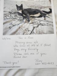 Lost Female Cat last seen 1st street benicia, Benicia, CA 94510
