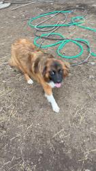 Lost Female Dog last seen Morgan Road, Bessemer, AL 35022