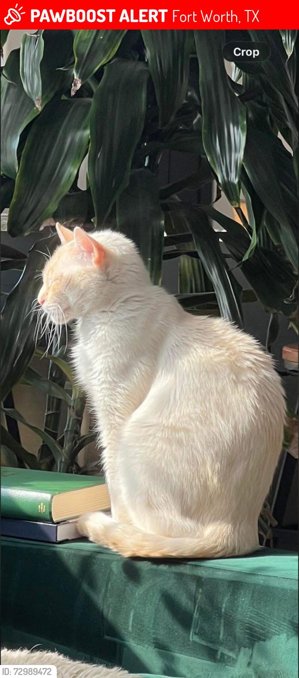Lost Male Cat last seen grand ave, central ave fort worth , Fort Worth, TX 76164
