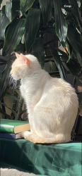 Lost Male Cat last seen grand ave, central ave fort worth , Fort Worth, TX 76164