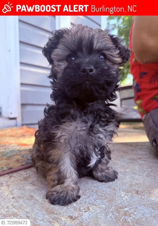 Lost Male Dog last seen S church st , Burlington, NC 27215