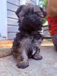 Lost Male Dog last seen S church st , Burlington, NC 27215