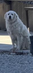 Reunited Female Dog last seen Near W 182nd St, Olathe, KS 66062, USA, Olathe, KS 66062