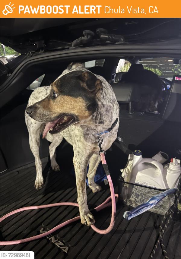 Found/Stray Male Dog last seen Elm and naples, Chula Vista, CA 91911