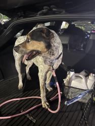 Found/Stray Male Dog last seen Elm and naples, Chula Vista, CA 91911