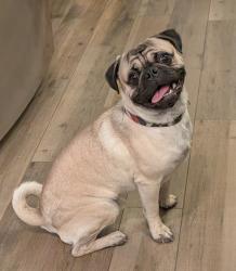 Found/Stray Male Dog last seen Alameda and College, Tempe, AZ 85282