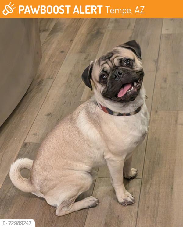 Found/Stray Male Dog last seen Alameda and College, Tempe, AZ 85282