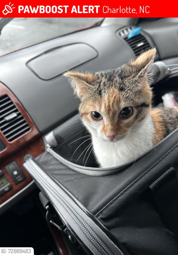 Lost Female Cat last seen South blvd & Tyvola Road Near The Ross, Charlotte, NC 28210