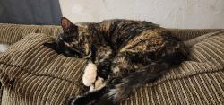 Lost Female Cat last seen Parking lot, Princeton, MN 55371