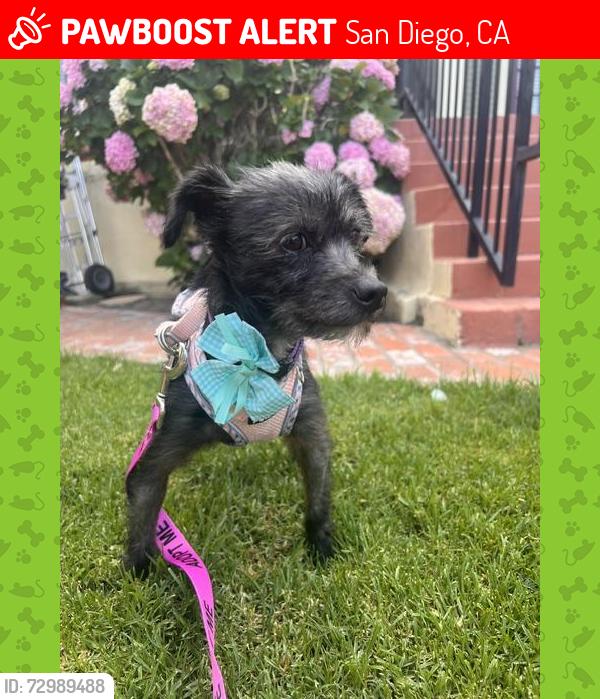 Lost Female Dog last seen made street , San Diego, CA 92116