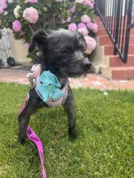 Lost Female Dog last seen made street , San Diego, CA 92116