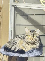 Reunited Male Cat last seen Central Drummond , Toledo, OH 43606