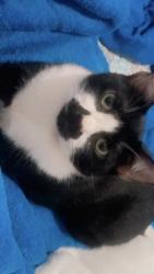 Lost Male Cat last seen Av coronel sezefredo Fagundes 19080, Jardim das Pedras, SP 02367