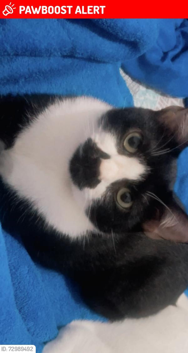 Lost Male Cat last seen Av coronel sezefredo Fagundes 19080, Jardim das Pedras, SP 02367