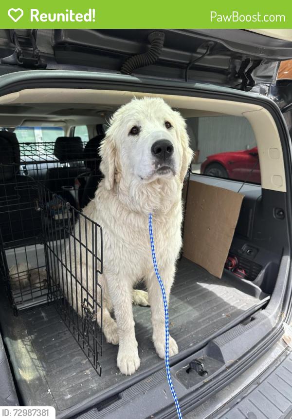 Reunited Male Dog last seen Near north of Yale Valley Bridge, Clark County, WA 98601