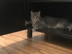 Lost Male Cat last seen Near Oakmont Dr, Bedford, TX, 76022, Bedford, TX 76022