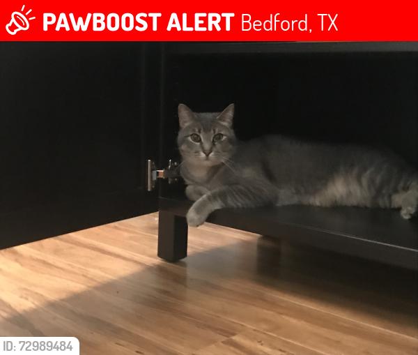 Lost Male Cat last seen Near Oakmont Dr, Bedford, TX, 76022, Bedford, TX 76022