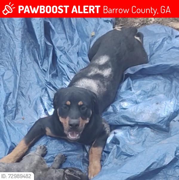 Lost Female Dog last seen Atlanta Hwy, Barrow County, GA 30666