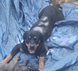 Lost Female Dog last seen Atlanta Hwy, Barrow County, GA 30666