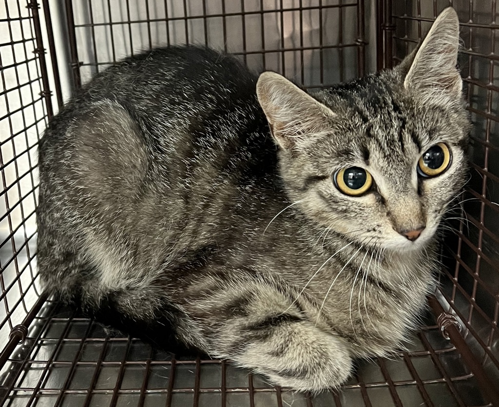 Shelter Stray Female Cat last seen Near Palafox Court, RALEIGH, NC, 27604, 820 Beacon Lake Dr, Raleigh, NC 27610, USA