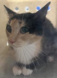 Shelter Stray Female Cat last seen Near Palafox Court, RALEIGH, NC, 27604, 820 Beacon Lake Dr, Raleigh, NC 27610, USA