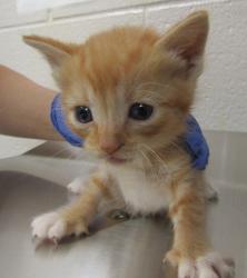 Shelter Stray Male Cat last seen Near Palafox Court, RALEIGH, NC, 27604, 820 Beacon Lake Dr, Raleigh, NC 27610, USA