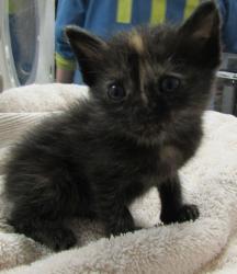 Shelter Stray Female Cat last seen Near Palafox Court, RALEIGH, NC, 27604, 820 Beacon Lake Dr, Raleigh, NC 27610, USA
