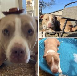Reunited Female Dog last seen Valley trails, San Antonio, TX 78250