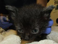 Shelter Stray Female Cat last seen Near Palafox Court, RALEIGH, NC, 27604, 820 Beacon Lake Dr, Raleigh, NC 27610, USA