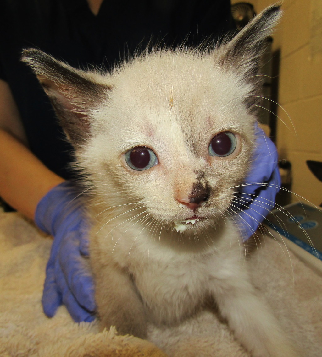 Shelter Stray Female Cat last seen Near Palafox Court, RALEIGH, NC, 27604, 820 Beacon Lake Dr, Raleigh, NC 27610, USA