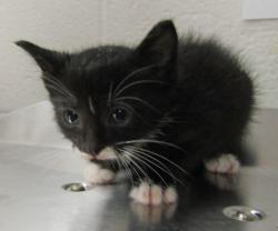 Shelter Stray Male Cat last seen Near Palafox Court, RALEIGH, NC, 27604, 820 Beacon Lake Dr, Raleigh, NC 27610, USA