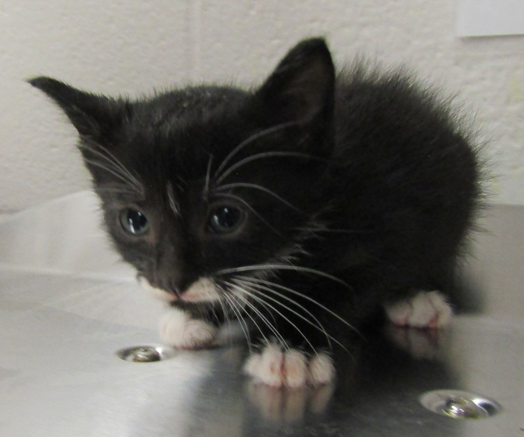 Shelter Stray Male Cat last seen Near Palafox Court, RALEIGH, NC, 27604, 820 Beacon Lake Dr, Raleigh, NC 27610, USA