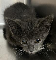 Shelter Stray Female Cat last seen Near New Bern Avenue, RALEIGH, NC, 27610, 820 Beacon Lake Dr, Raleigh, NC 27610, USA
