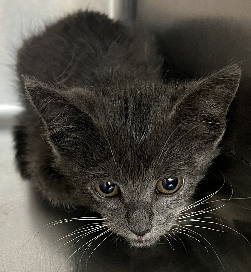 Shelter Stray Female Cat last seen Near New Bern Avenue, RALEIGH, NC, 27610, 820 Beacon Lake Dr, Raleigh, NC 27610, USA
