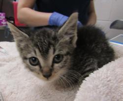 Shelter Stray Female Cat last seen Near Palafox Court, RALEIGH, NC, 27604, 820 Beacon Lake Dr, Raleigh, NC 27610, USA